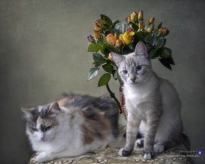 кошки, котики, котята, питомцы, октябрьские садовые розы, Охос Азулес, сибирская кошка Сладкая парочка с букетом последних роз фото превью