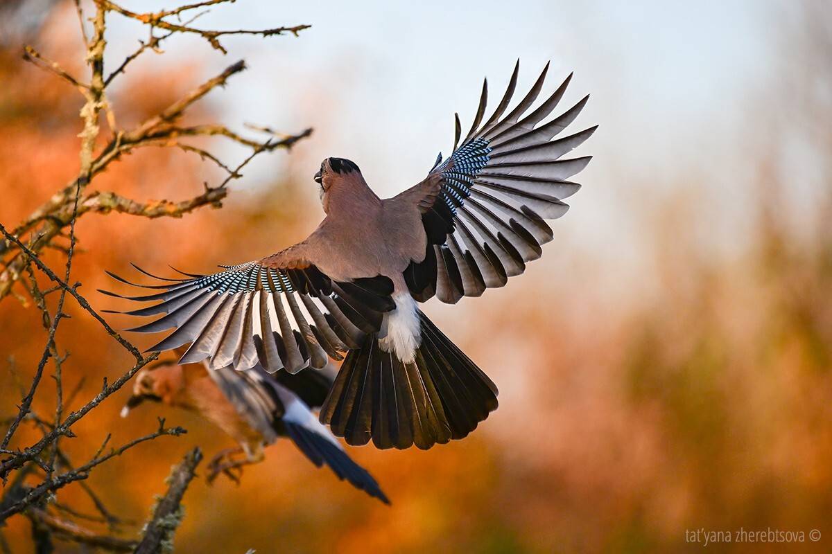 , Татьяна Жеребцова