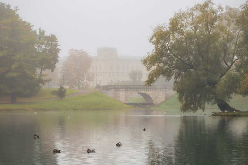 На Белом озере в Дворцовом парке, Гатчина. Октябрь 2025 Туманное утро фото превью