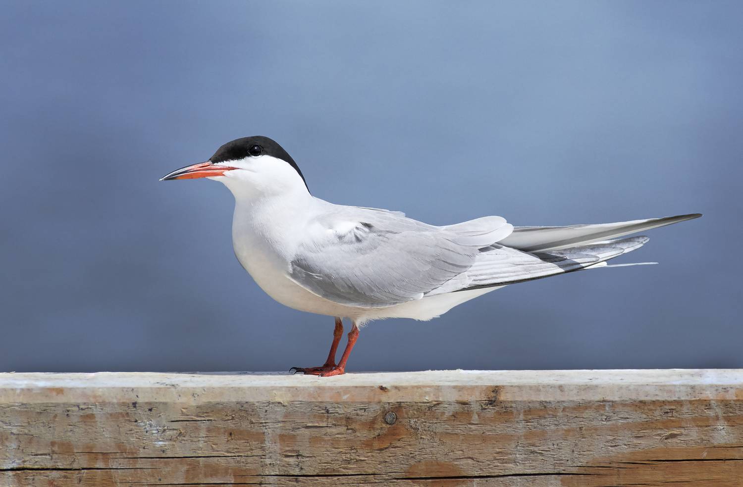 речная крачка, common tern, Sterna hirundo, птица, дикая природа, tern, водоплавающая птица, берег, река, озеро, водоём, birdwatching, wildlife, bird photography, крачка, black cap, natural habitat, Полина Шальнева