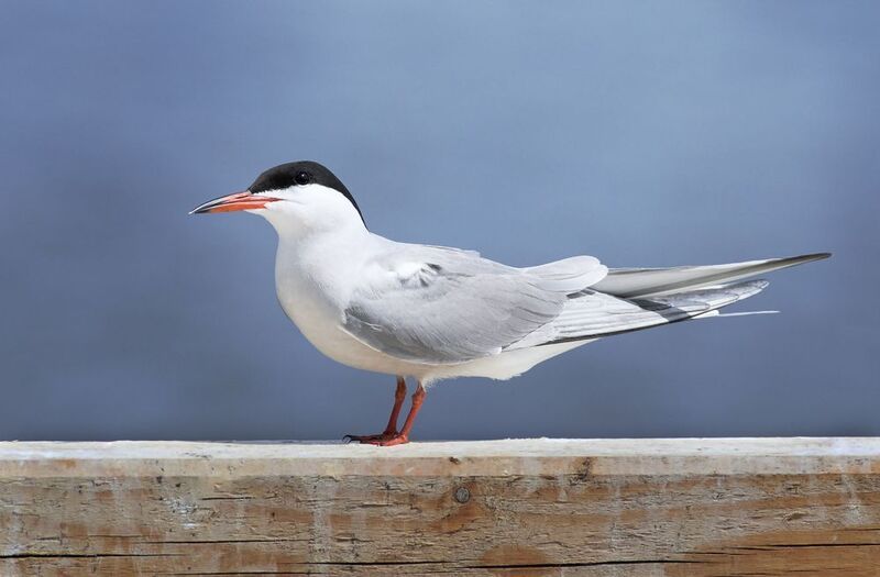 Речная крачка / Common Tern / Sterna hirundo фото превью