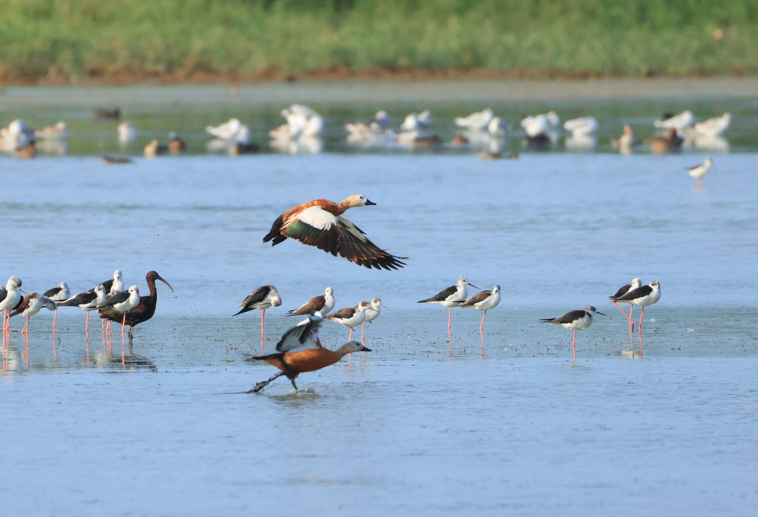 озеро аджи папас,птицы,, Magov Marat