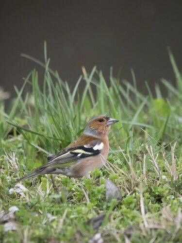 Common chaffinch