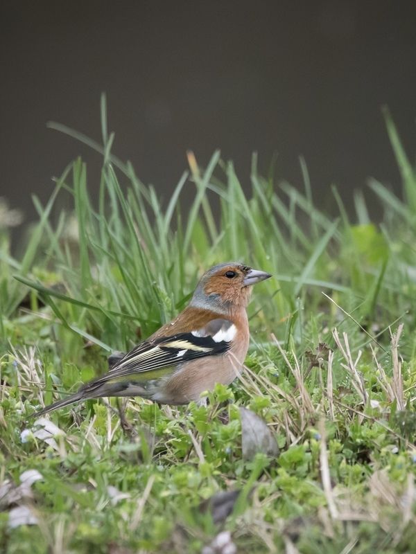#wildlife #birds Common chaffinch фото превью