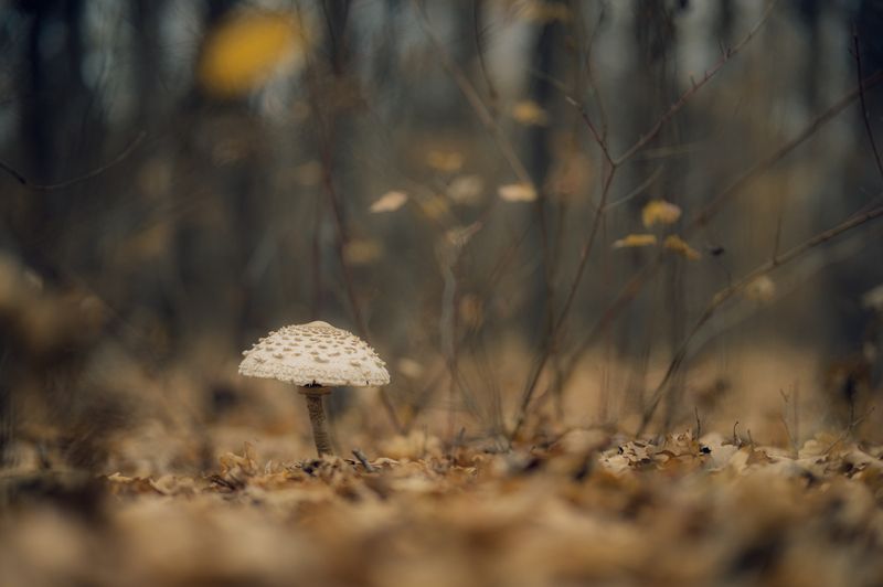 осень, гриб, макро, природа, лес, листья, спокойствие, одиночество, тишина, тон, земля, мягкий свет, сентябрь, октябрь, боке, натюр, золотой час, свет в лесу Тишина под листвой фото превью