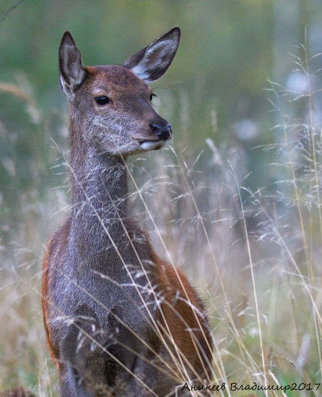 Благородные фото превью