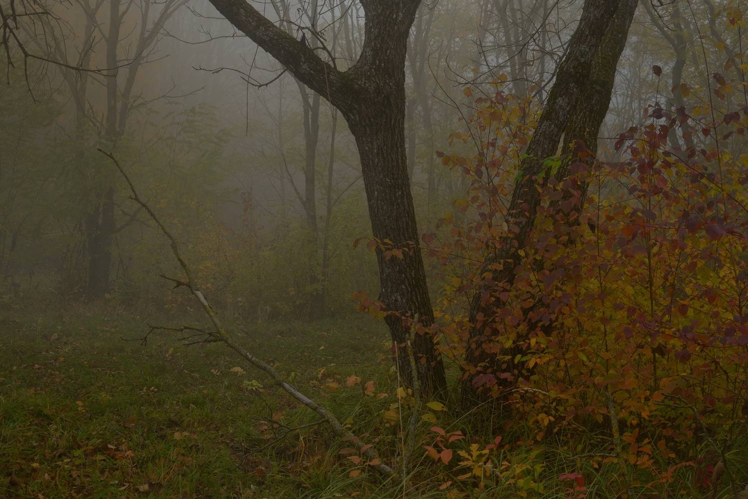 осень листва утро лес, Александр Жарников