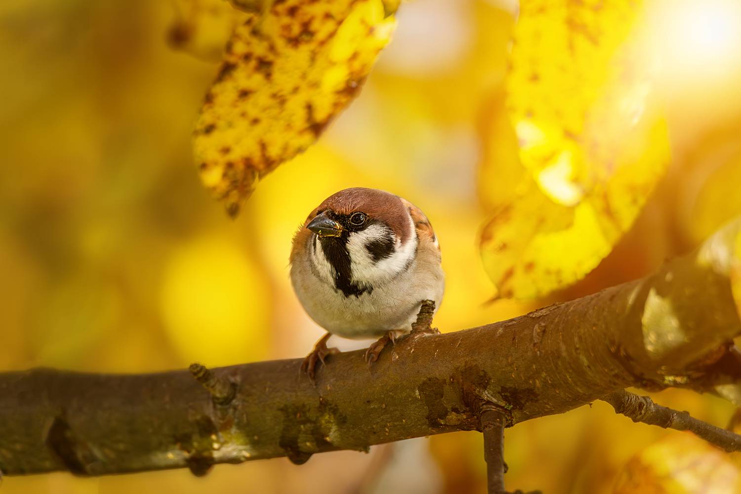 , Корнеев Алексей