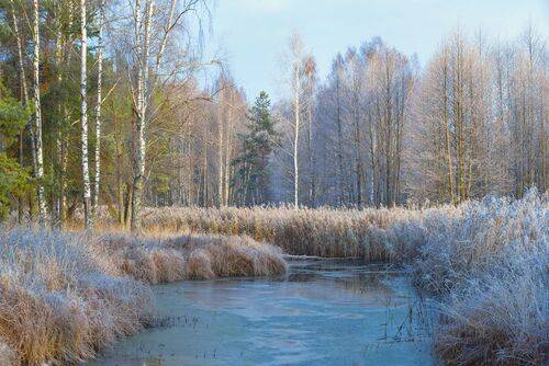 Морозное утро. Суворощь.