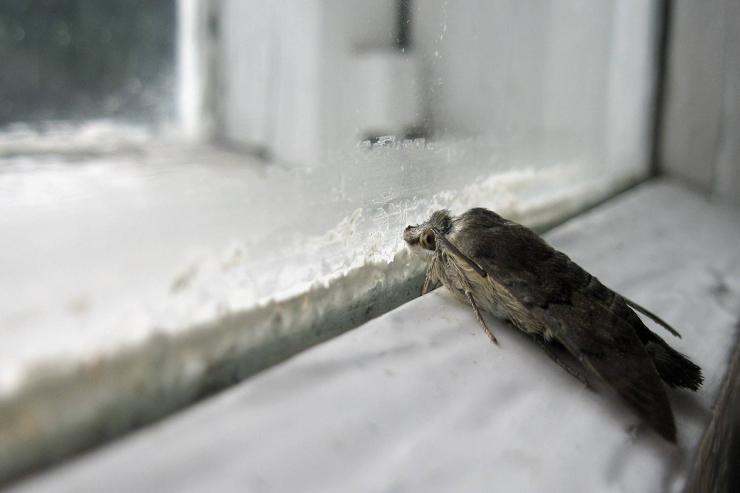 бражник, языкан обыкновенный, большехоботник звездчатый, macroglossum stellatarum, КарОл