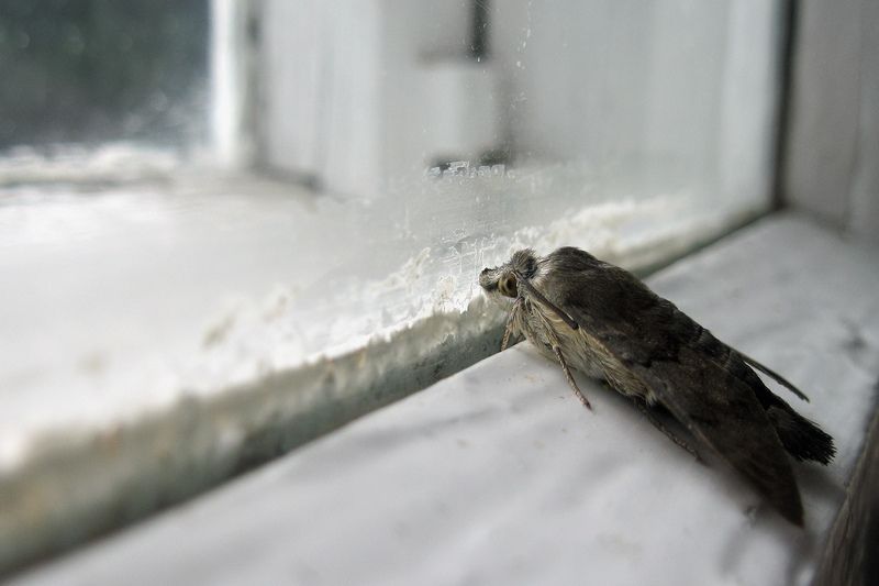 Когда за окном дождь фото превью