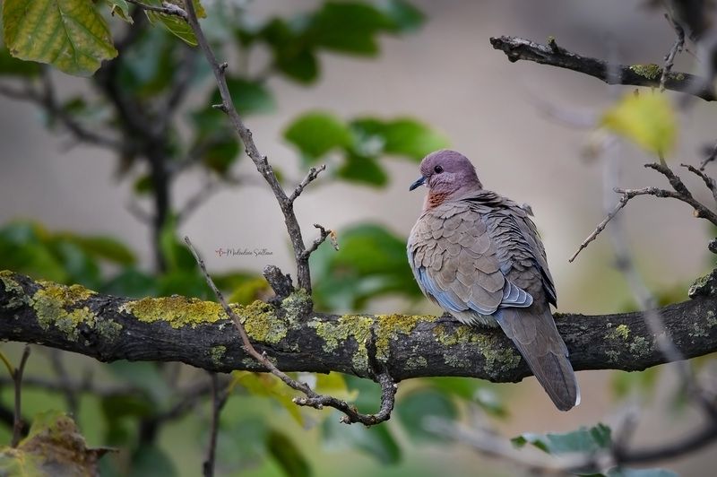 фотоохота, птица, горлица, осень, птицы, малая горлица Малая горлица. фото превью