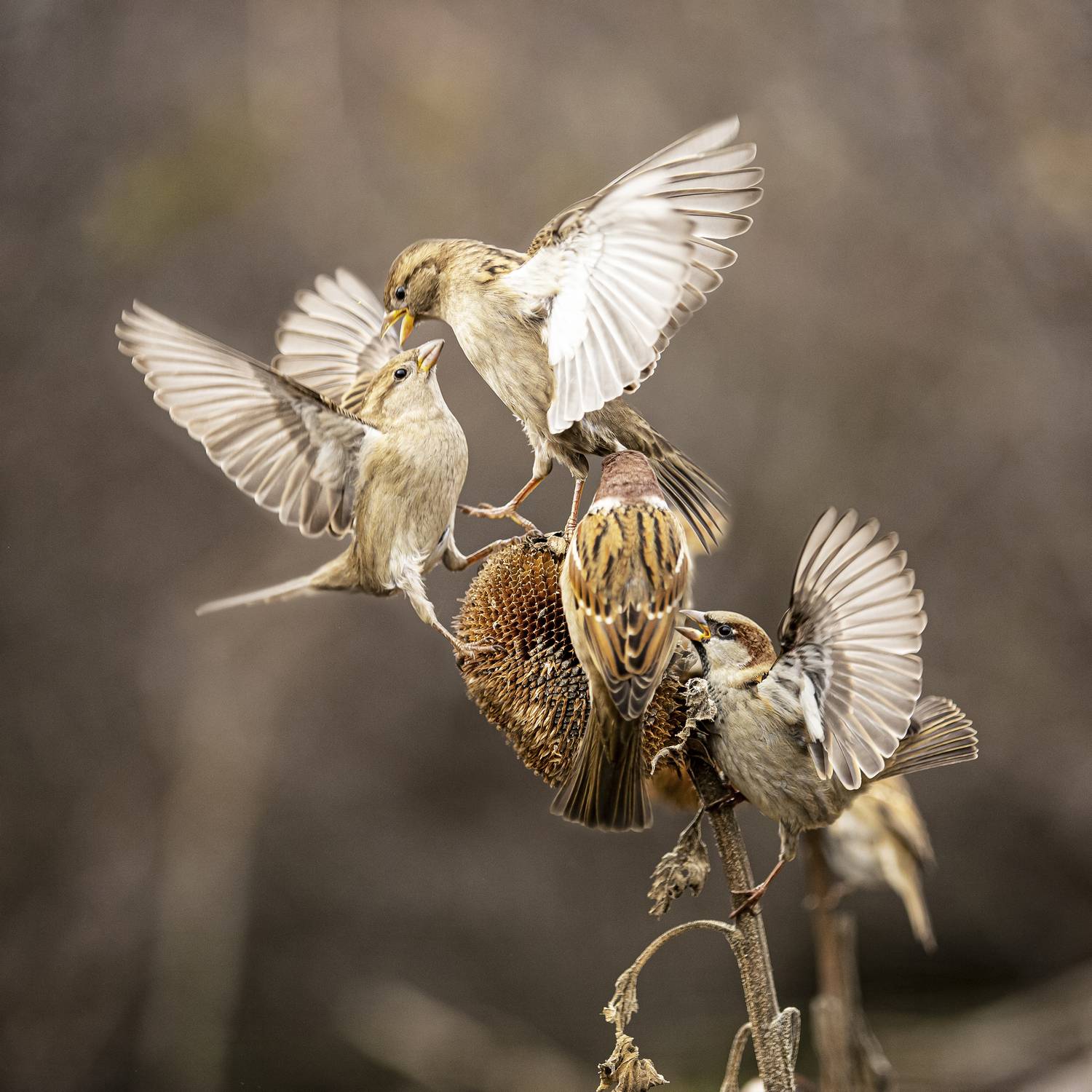 природа, Валерий Черняк