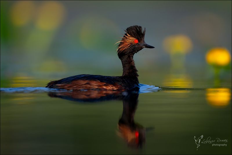 Красавица поганка фото превью