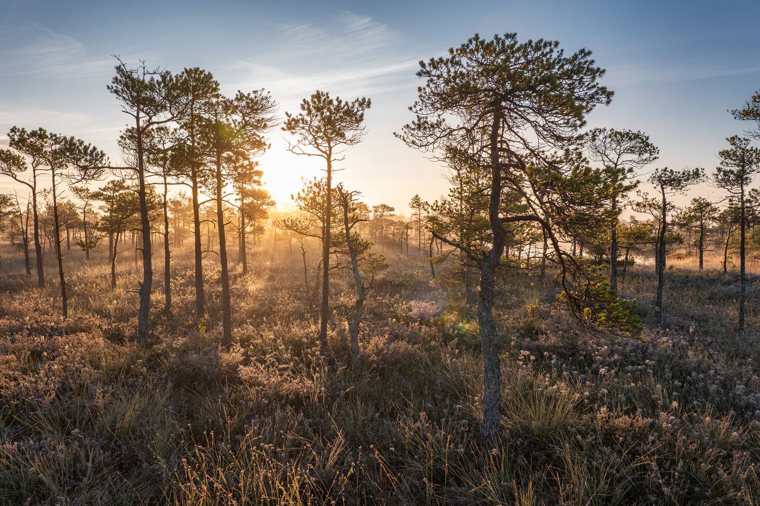 , Гордон Николай
