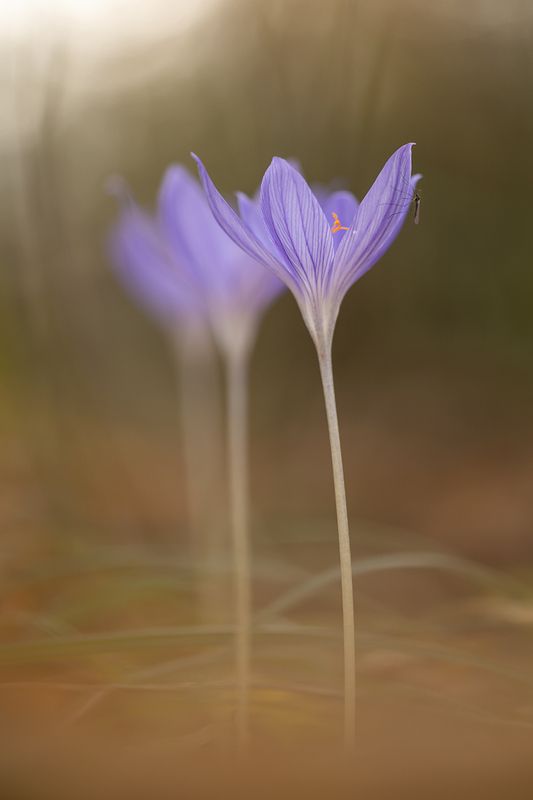 Осенние крокусы фото превью