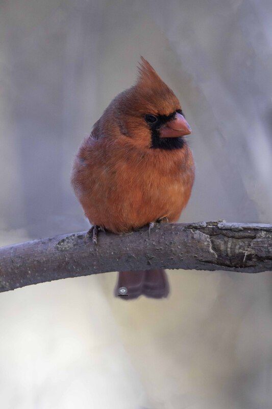 Northern cardinal фото превью