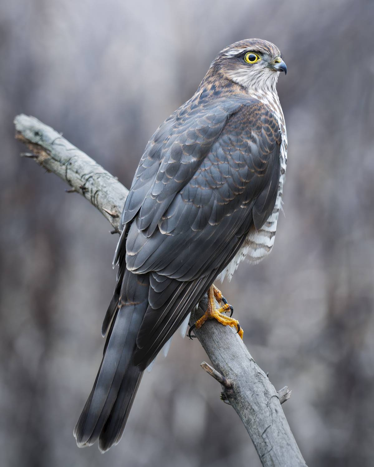 , Поляков Михаил