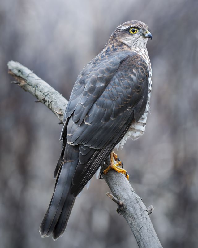 Ястреб-перепелятник (Accipiter nisus)  фото превью