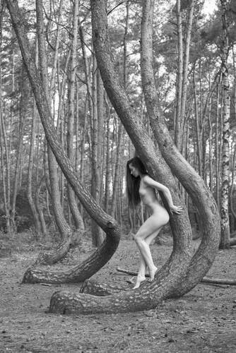crooked forest