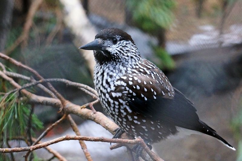 птицы, кедровка, настоящие птицы, врановые, певчие воробьиные, Кедровка. фото превью