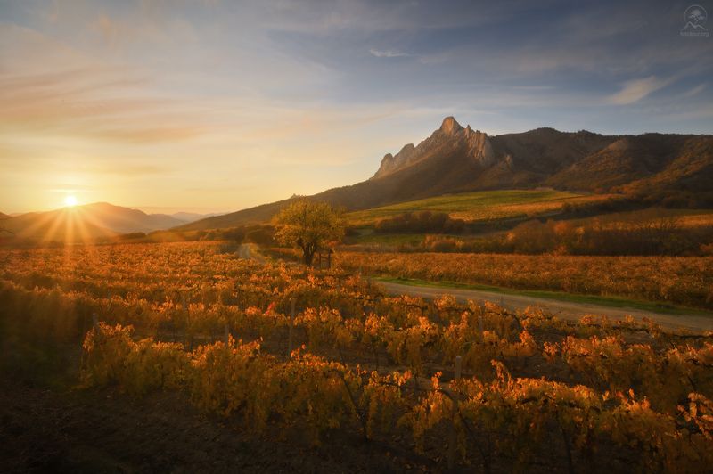 крым, осень, виноград, виноградники, судак, горы, восток, долина, фототур в крым Виноград фото превью