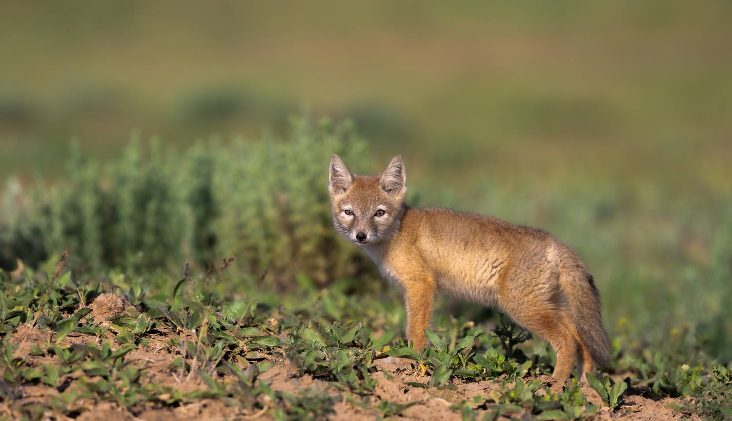, Веревченко Михаил