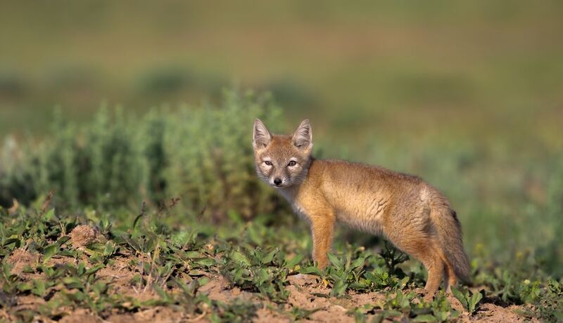 Молодой корсачок.  фото превью