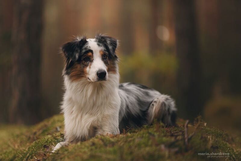 фото превью