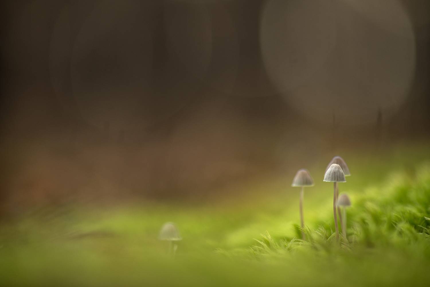 грибы, свет, россия, воронеж,  осень, nikon d850, carl zeiss makro-planar t* 100mm f/2 zf.2, Мещеряков Геннадий