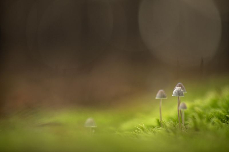 грибы, свет, россия, воронеж,  осень, nikon d850, carl zeiss makro-planar t* 100mm f/2 zf.2 Утро ноября.... фото превью