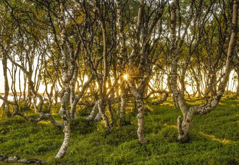соловки, березки, вечер, солнце Танцующие березки фото превью