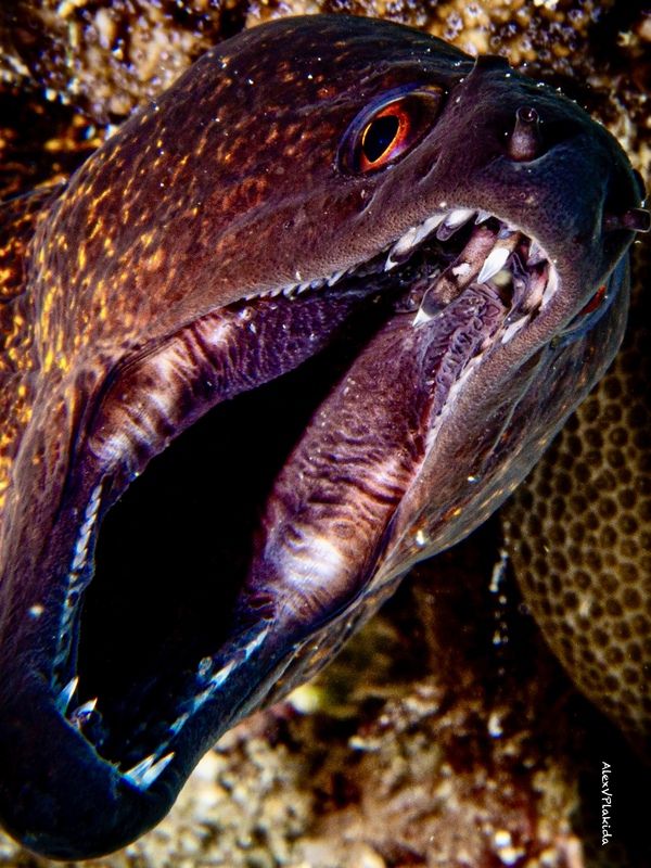 Дантисты - странные люди фото превью