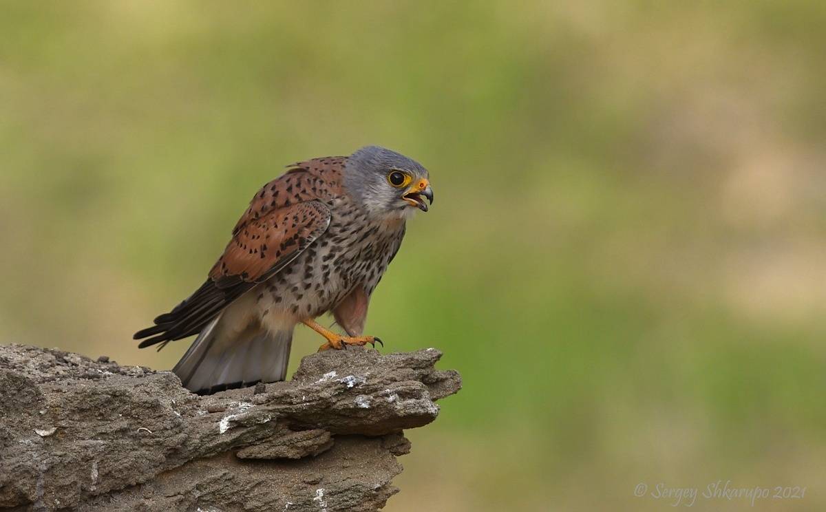 , Сергей Шкарупо