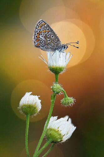 Осенняя бабочка