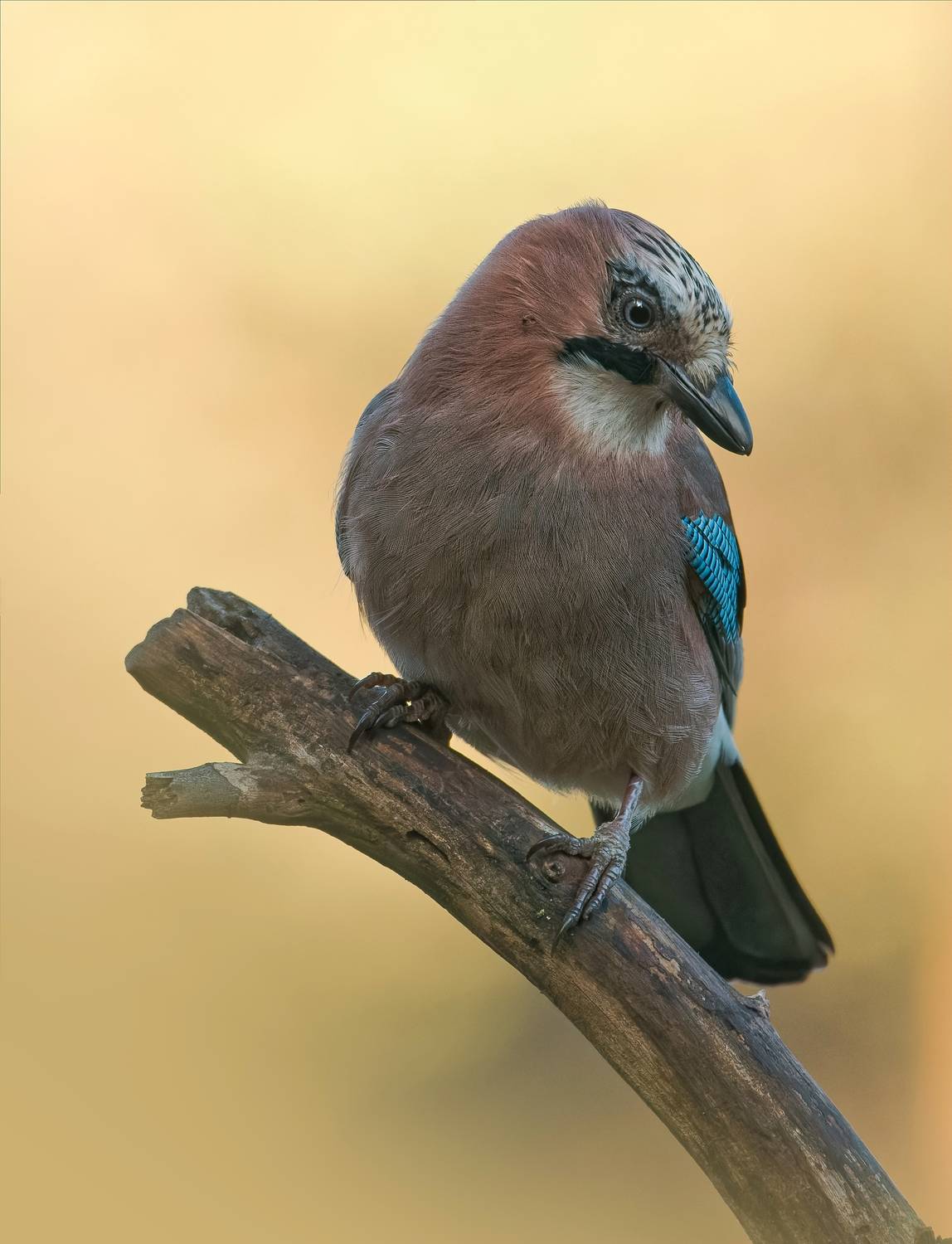 , Фото Александр