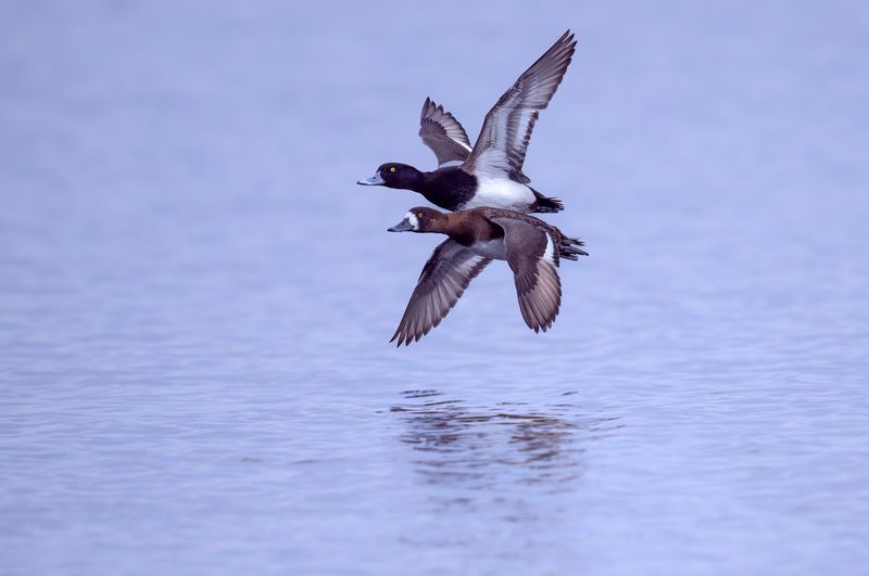 Mr. & Mrs. Lesser scaup фото превью