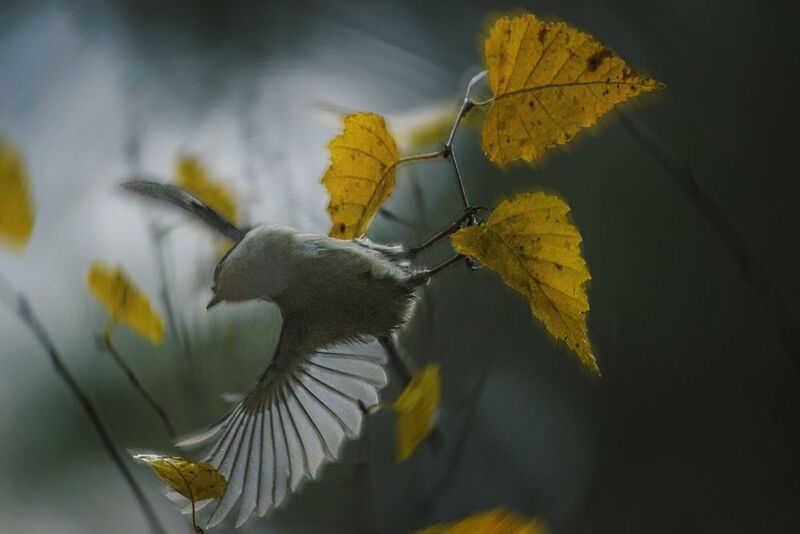 Пухляк / Willow Tit / Poecile montanus фото превью