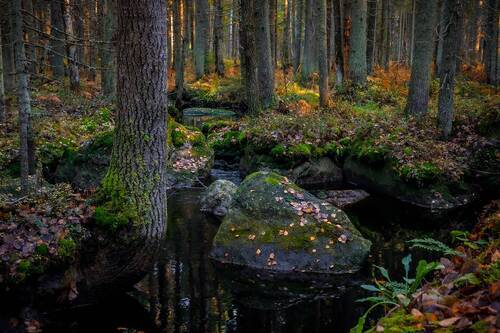 Черная река