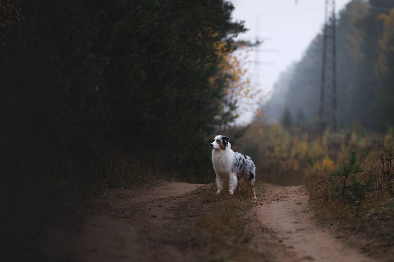 , Шерскова Мария