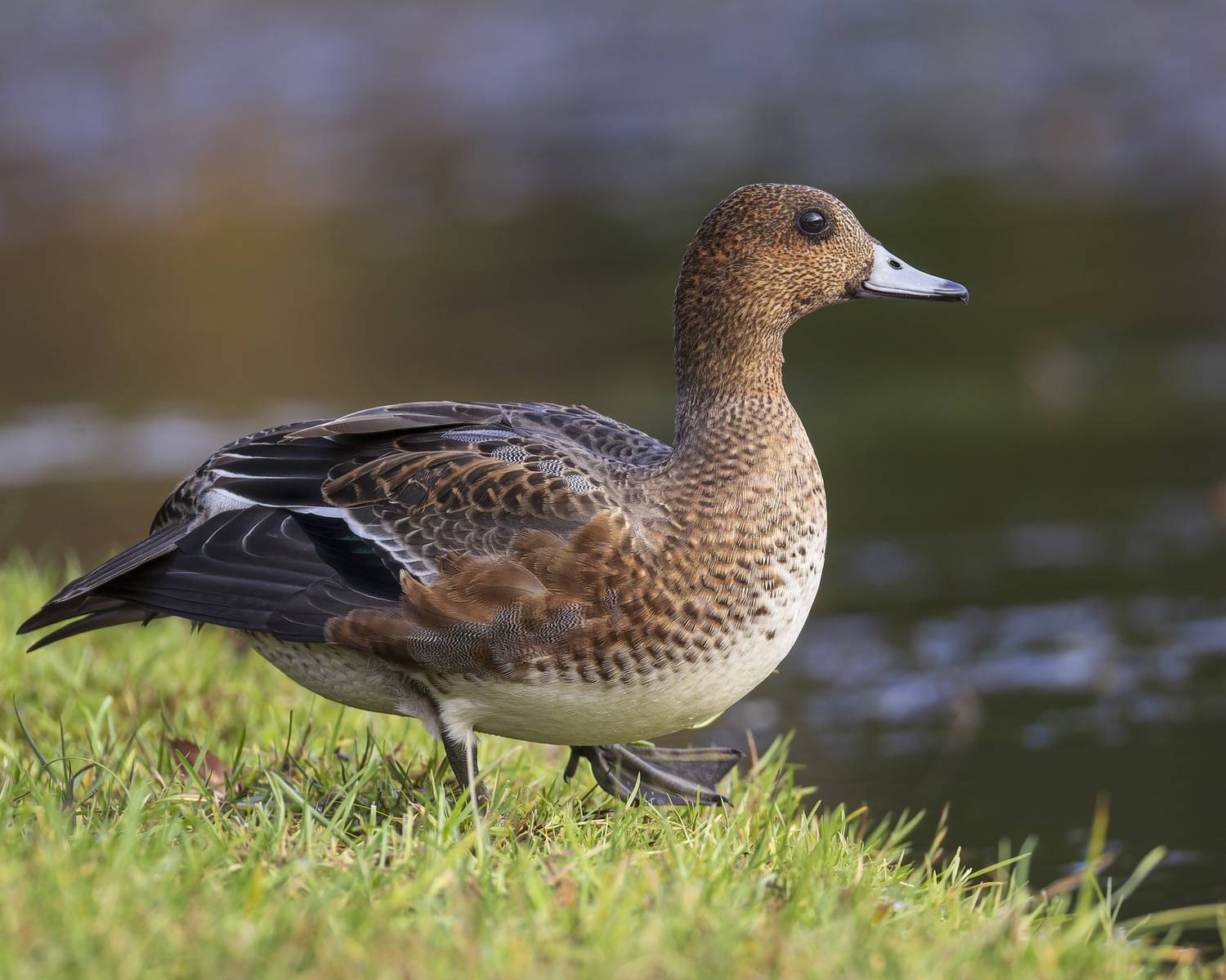 утка, свиязь, птицы, Ruslan Pl