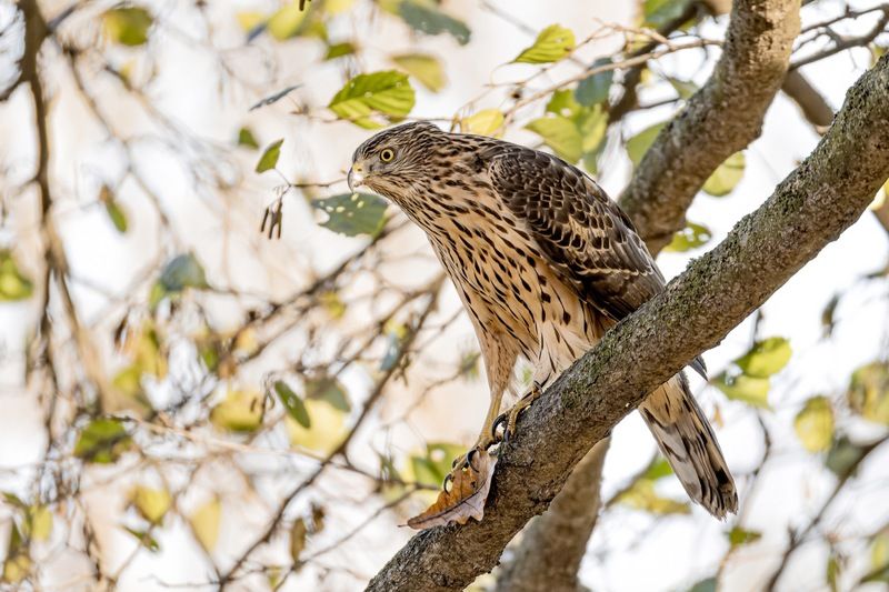 ястреб тетеревятник, ястреб, тетеревятник, птицы, ястреб-тетеревятник, хищники, хищная птица. hawk, birds, goshawk Тетеревятник фото превью