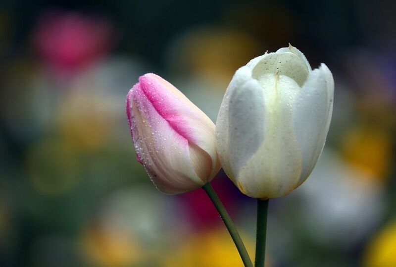 тюльпаны фото превью