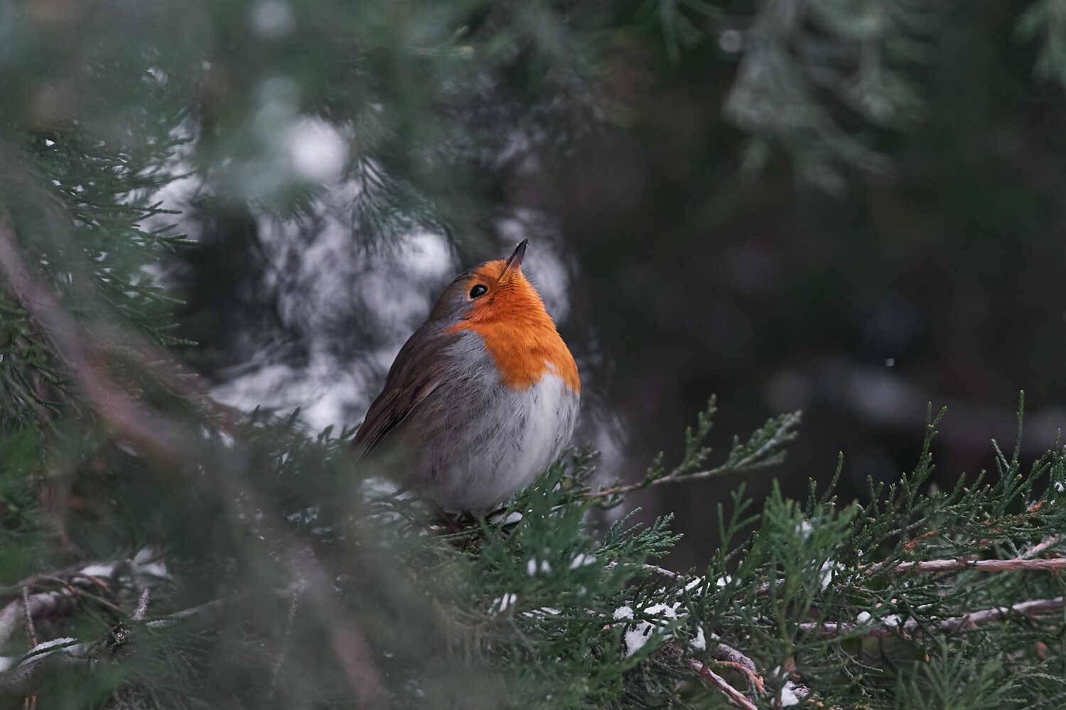 заорянка, птицы, волгоград, , Павел Сторчилов