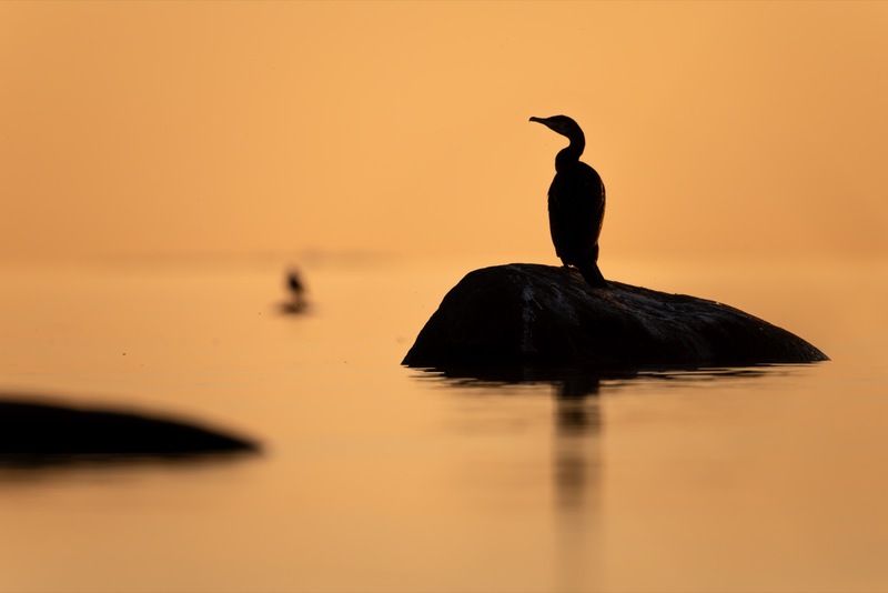 баклан, балтика, финский залив, птицы Вечерний минимализм фото превью