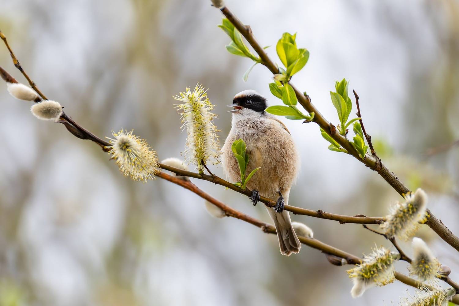 ремез, птицы, верба, весна, Ruslan Pl