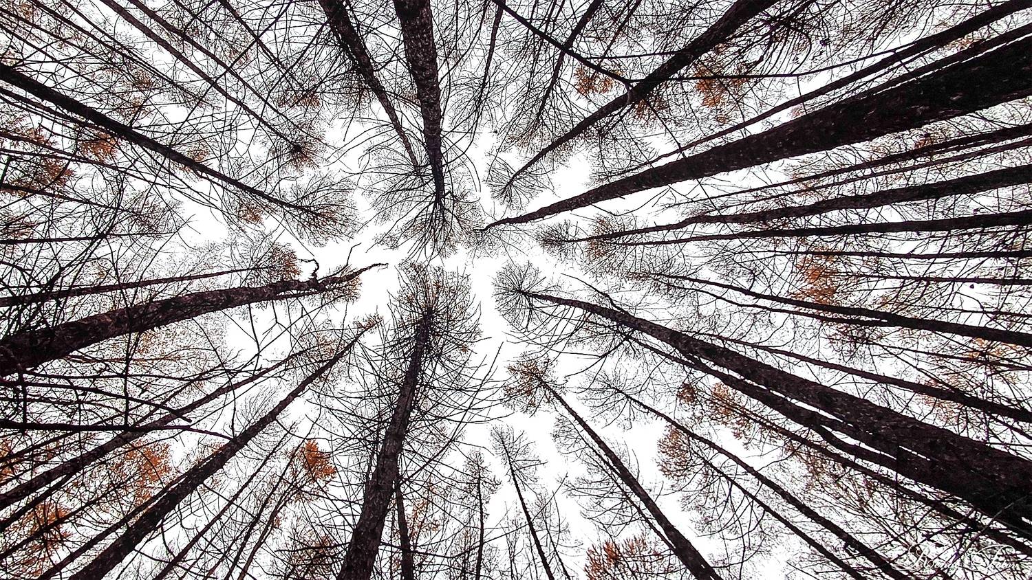 , Фотов Ренат