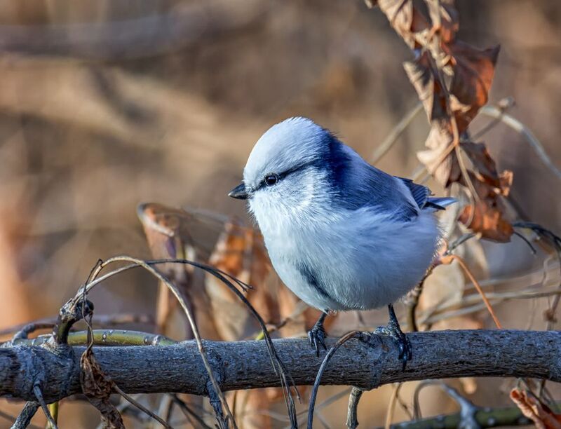 птица, князёк, белая лазоревка, Князёк. (2 фото) фото превью