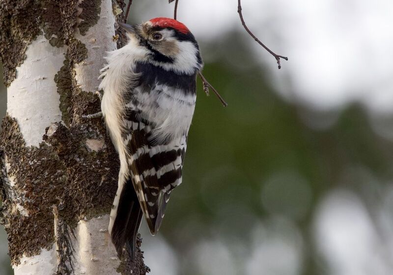 фото превью