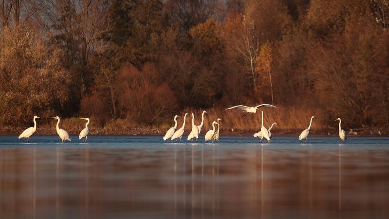 Autumn фото превью